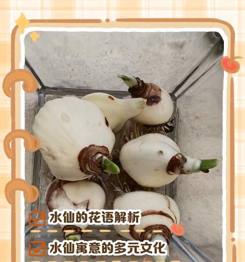 水仙花语代表什么？如何理解水仙的花语含义？