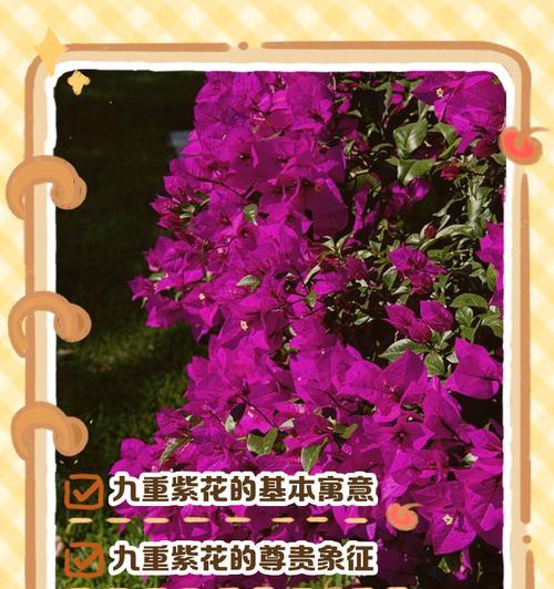 公主花象征着什么？公主花的寓意有哪些？