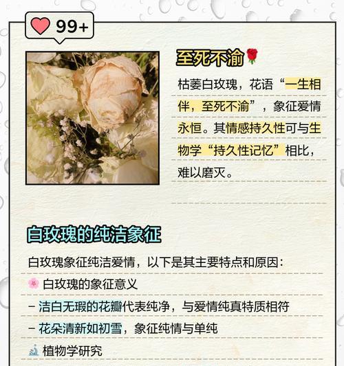 白玫瑰的花语是什么？赠送白玫瑰有哪些含义？
