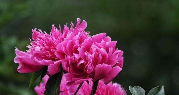 将离花语代表什么含义？如何正确理解将离的花语？