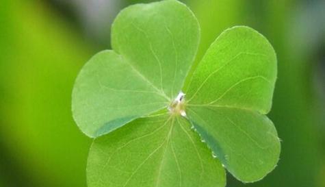 愿赌服输的花语是什么？这种花代表了什么含义？