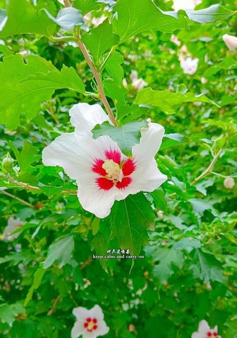 象征温柔坚持的花是什么花？这种花的花语有哪些含义？