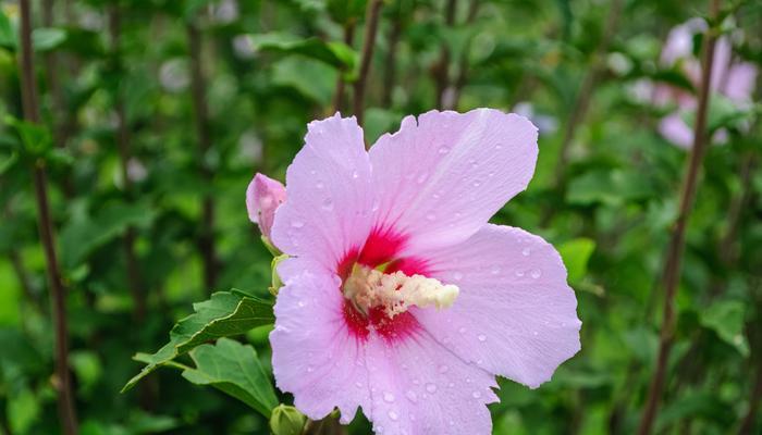 象征温柔坚持的花是什么花？这种花的花语有哪些含义？