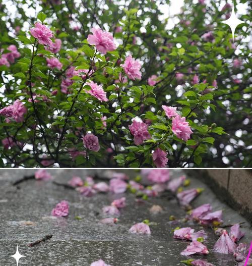 象征温柔坚持的花是什么花？这种花的花语有哪些含义？