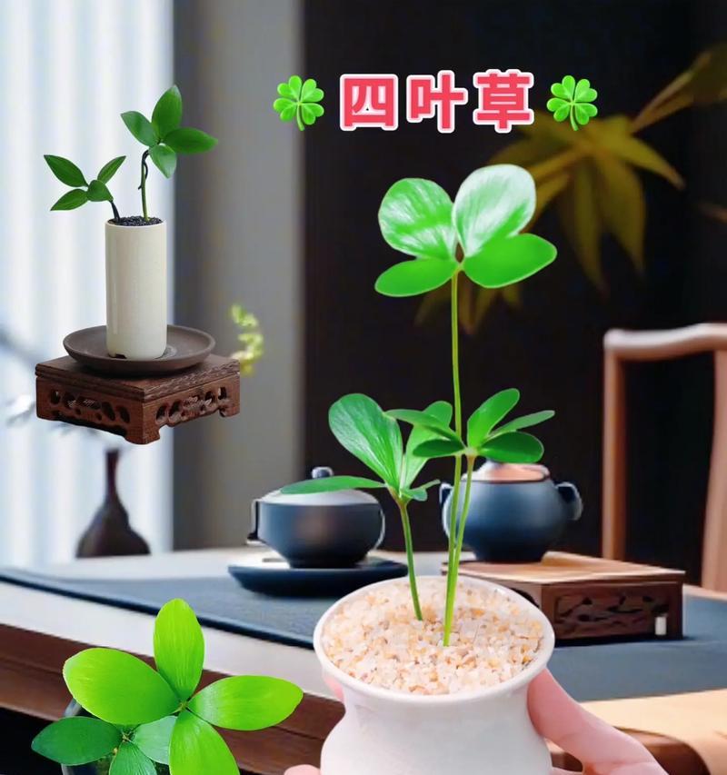 四叶草的花语是什么？如何找到真正的四叶草？
