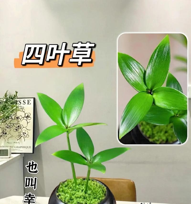 四叶草的花语是什么？如何找到真正的四叶草？