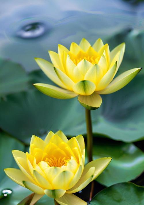 象征清雅脱俗的花是什么花？如何挑选代表纯洁的花卉？