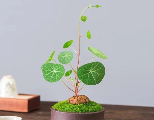 盘花乌龟的寓意象征是什么？盘花乌龟代表了哪些文化意义？