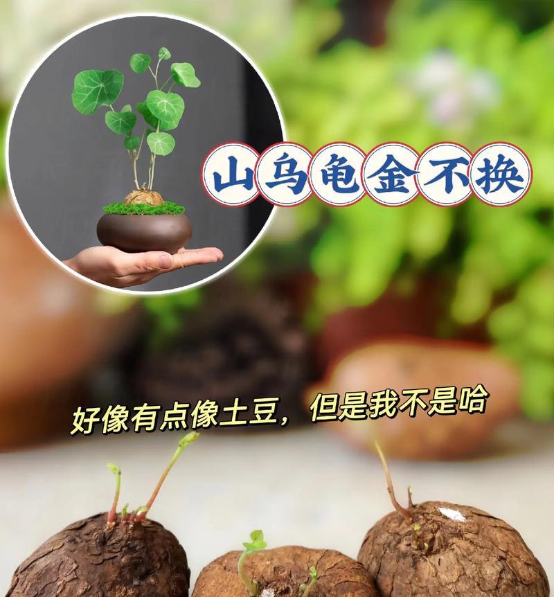 盘花乌龟的寓意象征是什么？盘花乌龟代表了哪些文化意义？