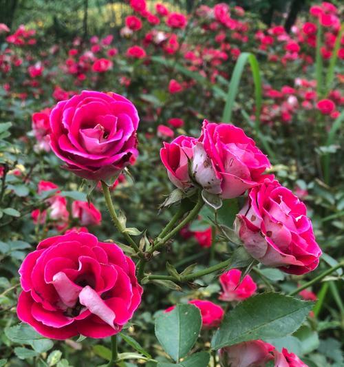 世界美丽花语是什么花？如何解读不同花朵的象征意义？