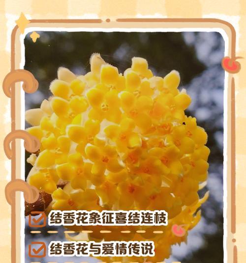 26朵花代表什么含义？花语背后隐藏的秘密是什么？