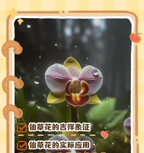 26朵花代表什么含义？花语背后隐藏的秘密是什么？