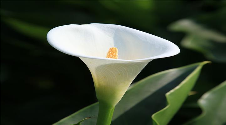 结婚的马蹄花寓意什么？马蹄花在婚礼中的象征意义是什么？