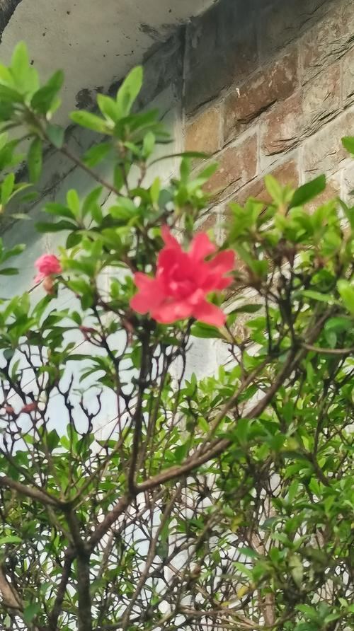 什么花象征着破碎的爱情？破碎爱情的花卉代表有哪些？