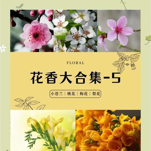 花香花语是什么？各种花卉的含义和用途是什么？
