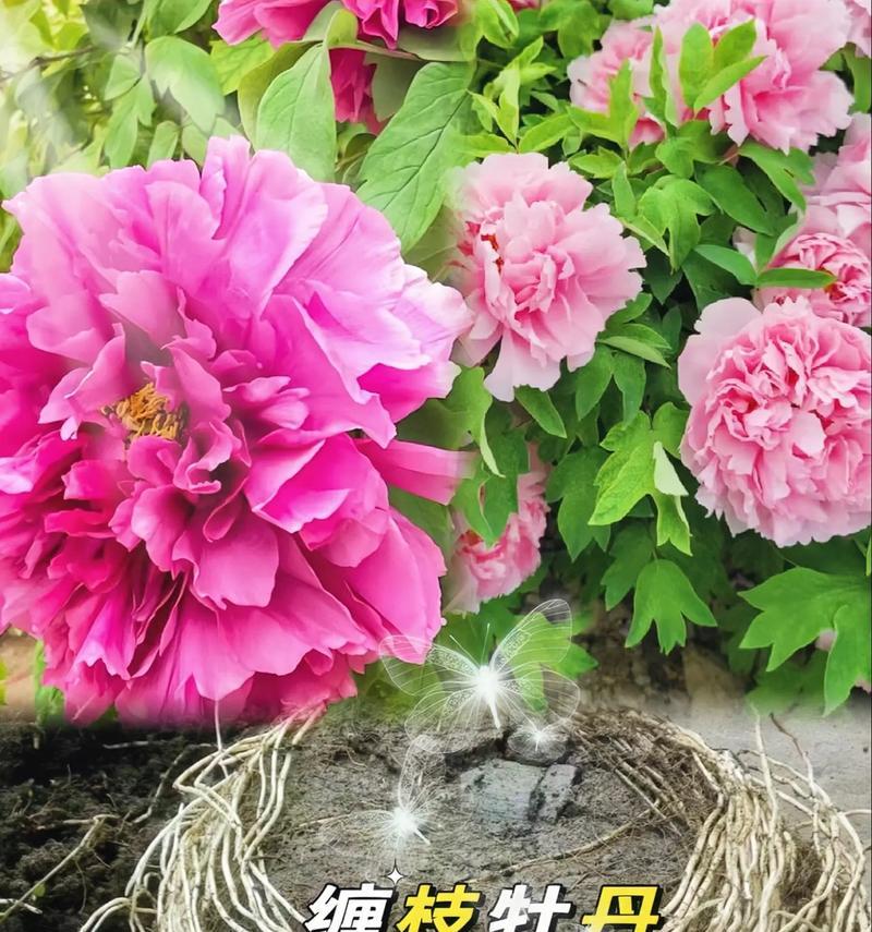 花香花语是什么？各种花卉的含义和用途是什么？