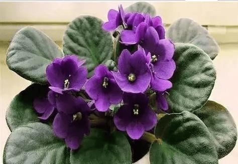 好朋友寓意好的花是什么花？如何选择寓意吉祥的花卉？