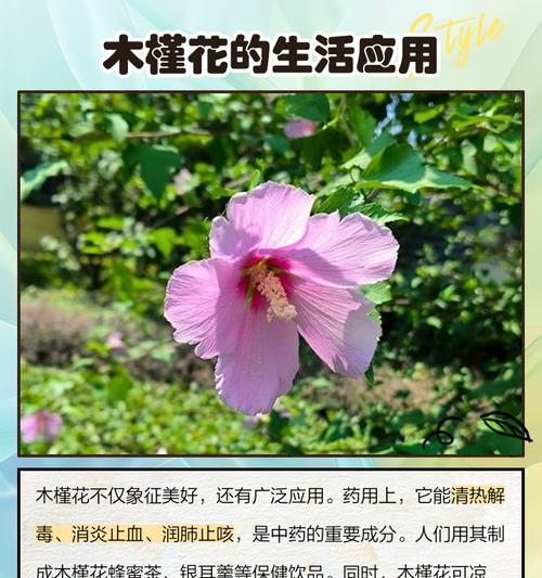 标本花的寓意是什么？如何理解标本花的深层含义？