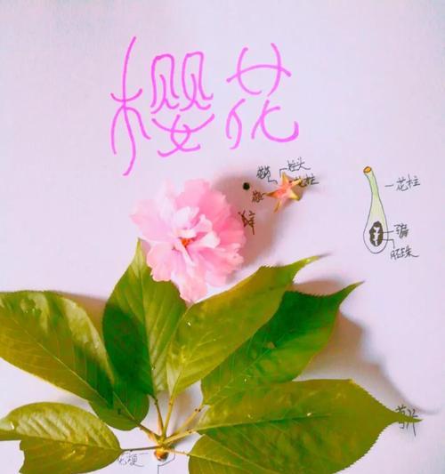 标本花的寓意是什么？如何理解标本花的深层含义？