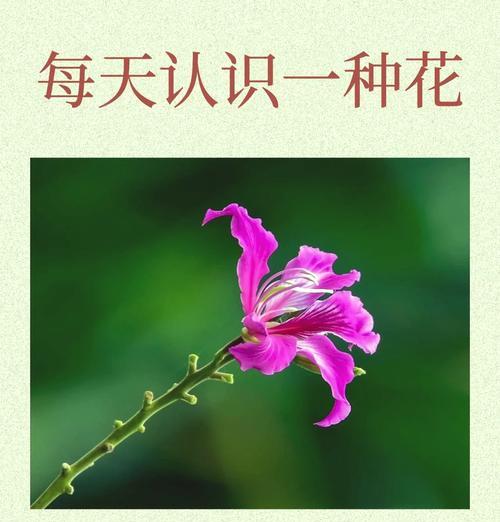 标本花的寓意是什么？如何理解标本花的深层含义？