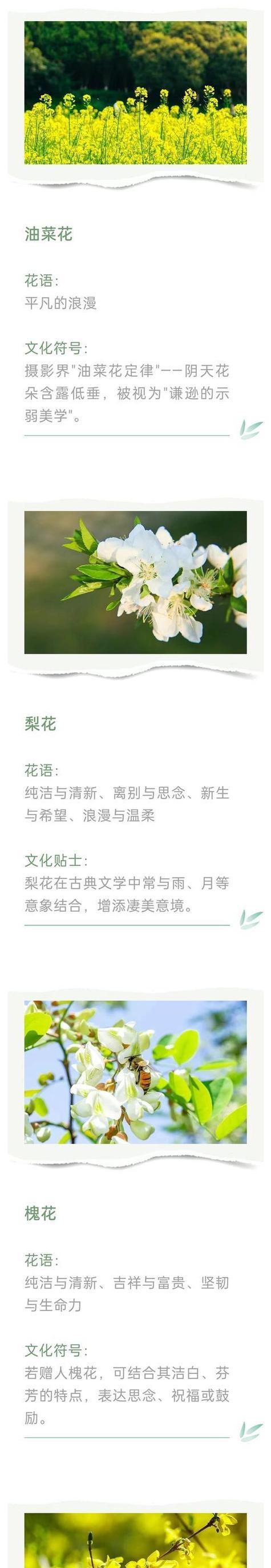 草花的寓意和象征是什么？如何解读草花在不同文化中的意义？