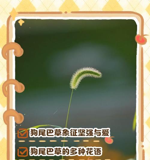 草花的寓意和象征是什么？如何解读草花在不同文化中的意义？
