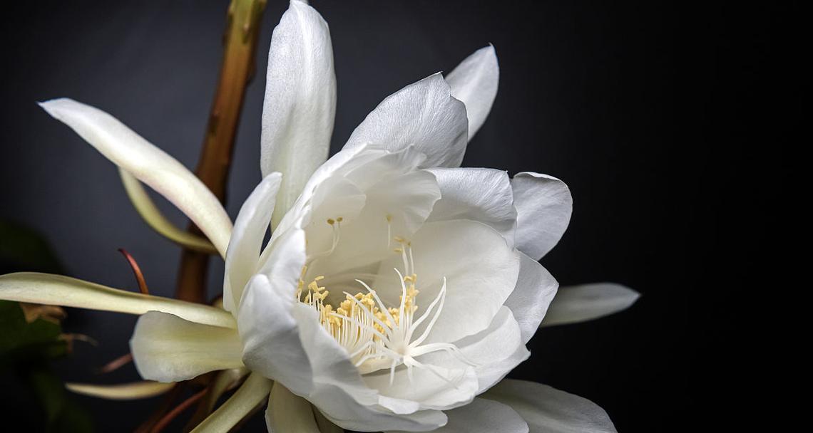 古代象征爱情灵魂的花是什么花？这种花的花语有哪些含义？