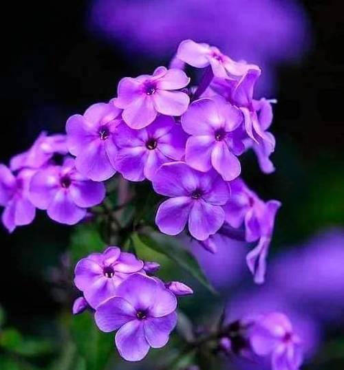 紫色花象征高贵吗？紫色花的含义和象征是什么？
