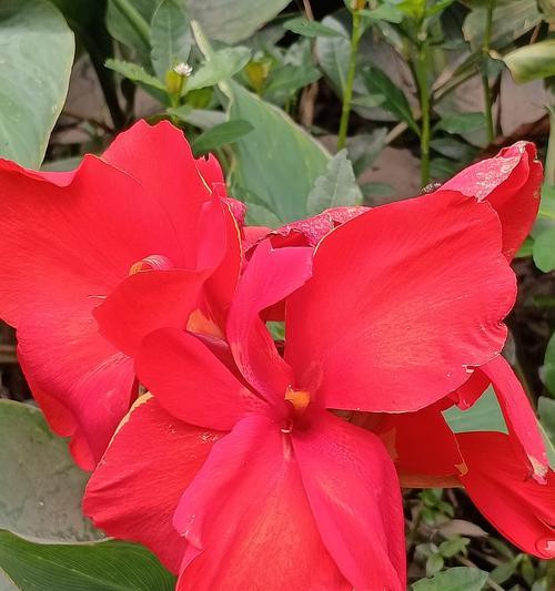 象征着美人的花是什么花？揭秘花语中的美丽传说？