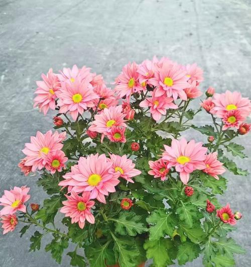 象征着美人的花是什么花？揭秘花语中的美丽传说？