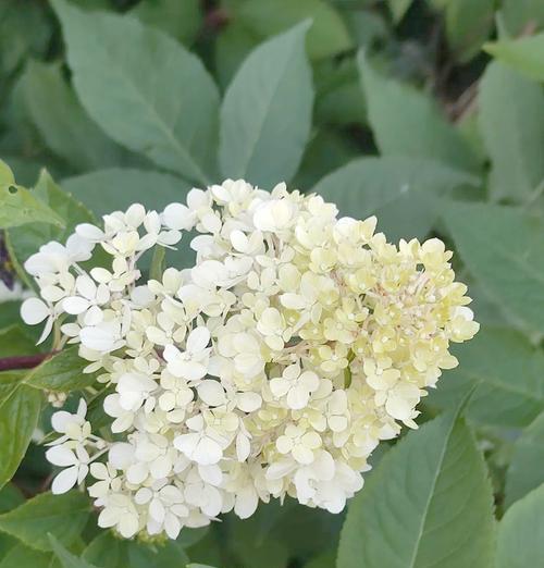 英国四个部分的象征花分别是什么？各代表了什么意义？