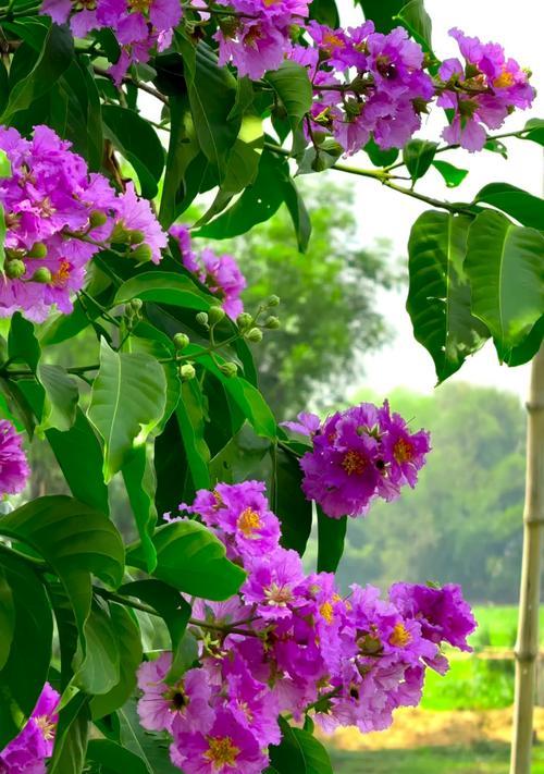 什么花象征世界的美好？如何选择代表和平与希望的花卉？
