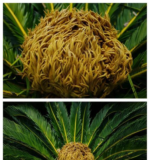 铁树开花代表什么？铁树的花语有哪些含义？