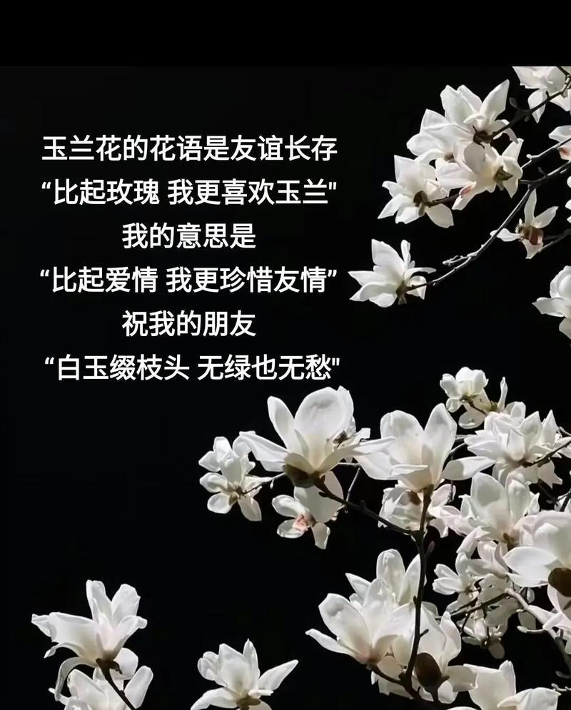 失去朋友的花语代表什么？如何用花语表达失去朋友的情感？