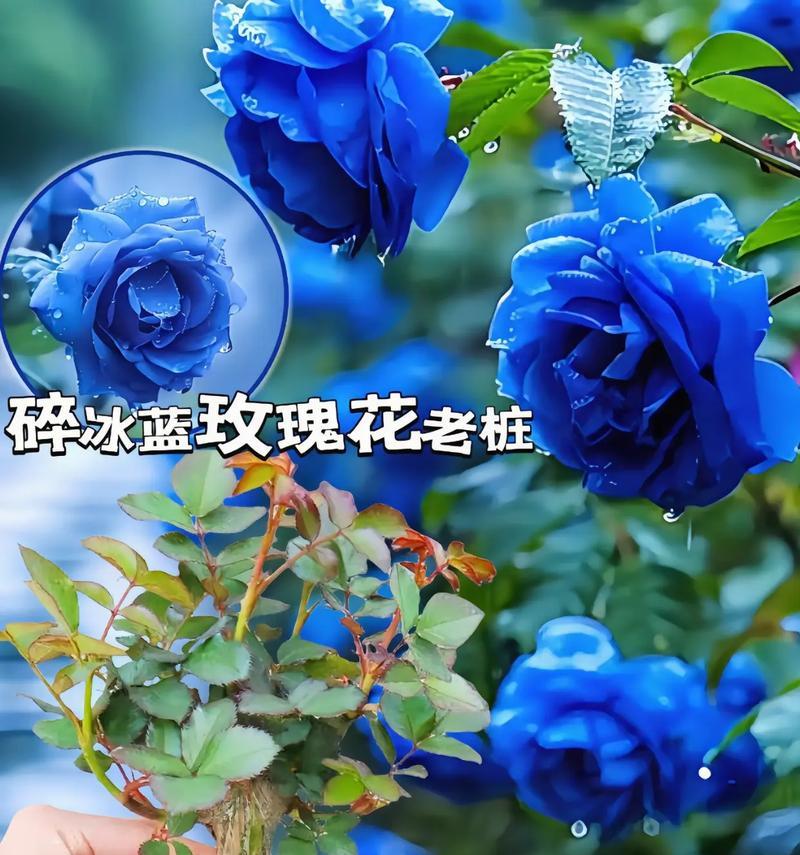 什么什么蓝的花语是什么？如何正确解读？