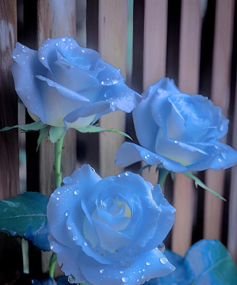 测试你的花语是什么？如何通过花朵表达你的情感？