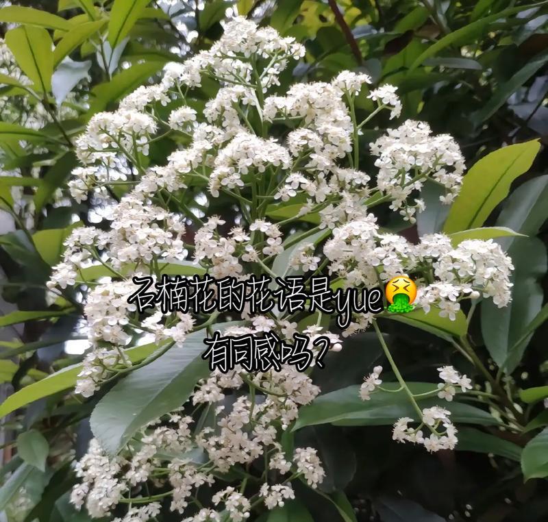 石楠花花语是什么？了解石楠花的象征意义和文化背景？