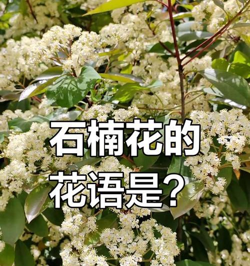 石楠花花语是什么？了解石楠花的象征意义和文化背景？