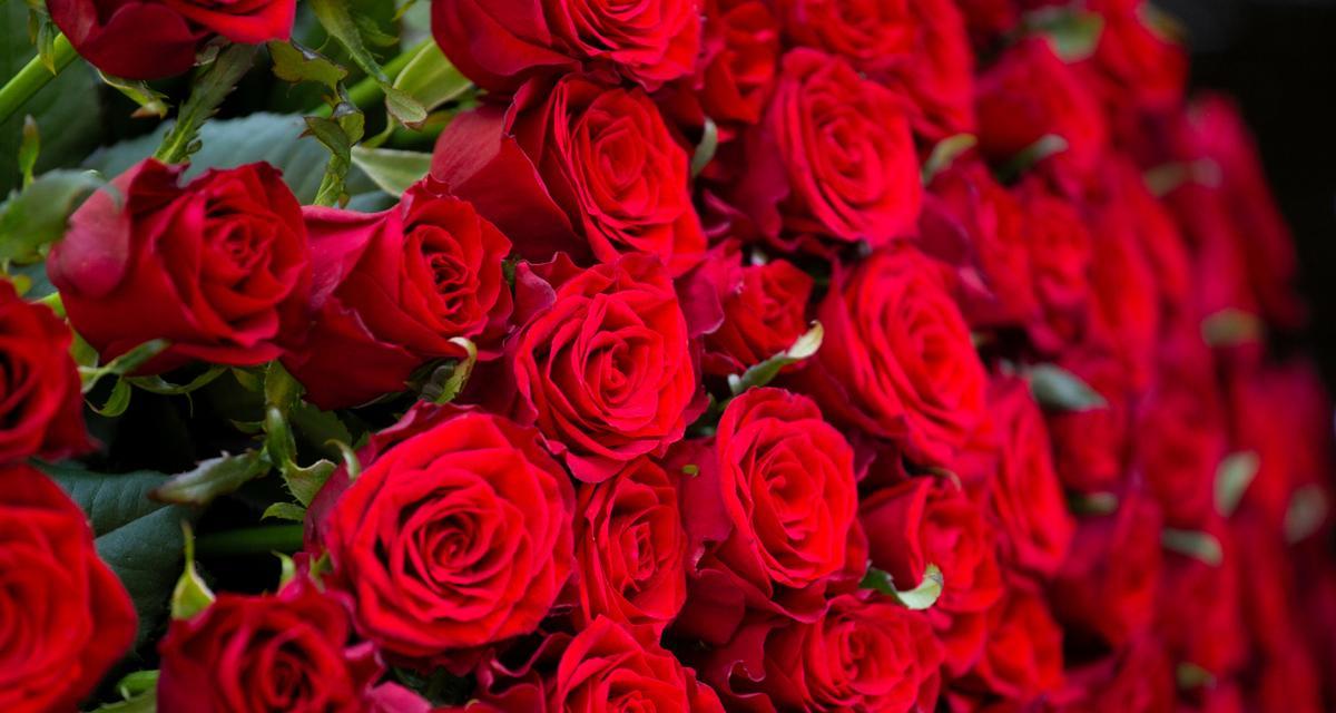九朵花代表什么意义？九朵花的花语有哪些？