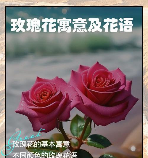 九朵花代表什么意义？九朵花的花语有哪些？