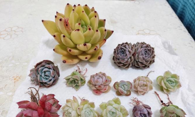 冰玉寓意花语是什么？如何理解冰玉花的象征意义？