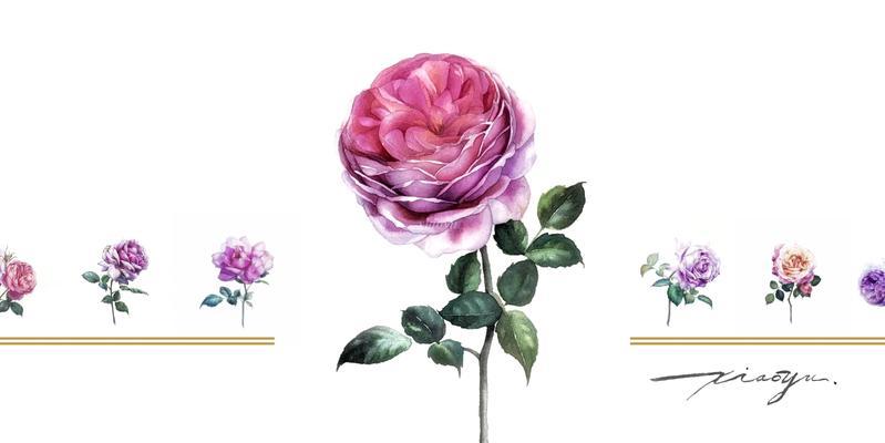 月季水彩的花语是什么？如何用它表达情感？