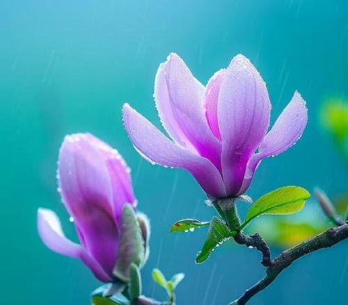 象征美丽文静纯洁的花是什么花？如何识别和养护？