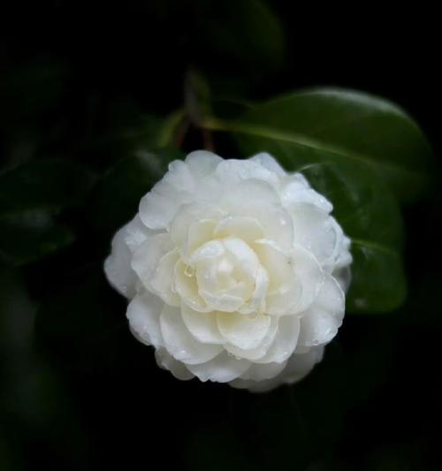 象征美丽文静纯洁的花是什么花？如何识别和养护？