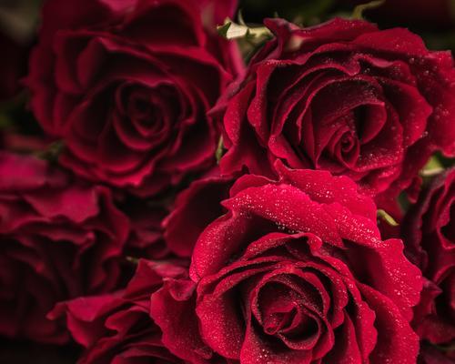 结婚的花寓意什么？12种常见花卉的象征意义解析？