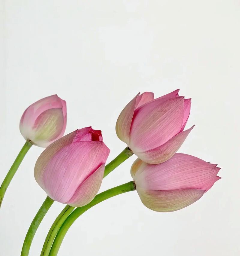 高洁的象征性花指的是哪种花？它的象征意义是什么？
