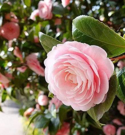 高洁的象征性花指的是哪种花？它的象征意义是什么？