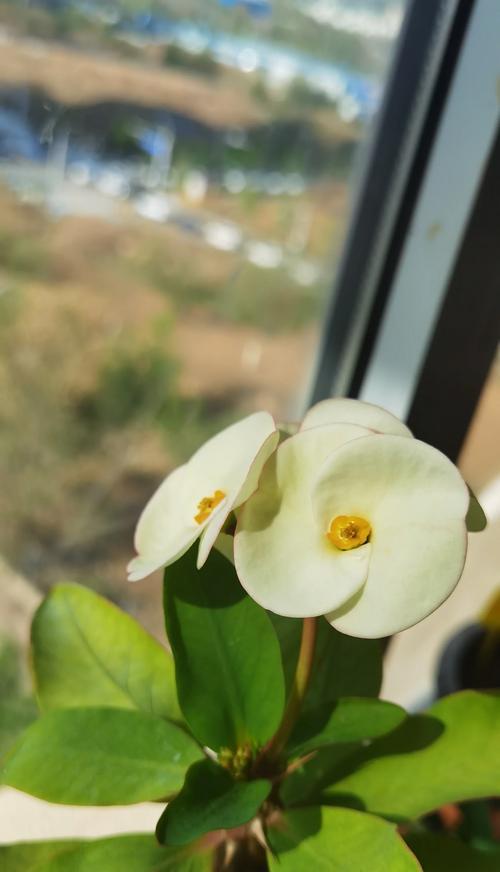 古代象征美丽的花是什么花？揭秘历史中的花卉象征意义？