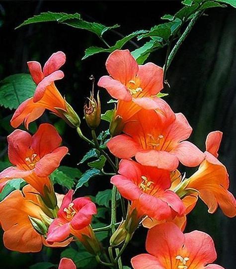 古代象征美丽的花是什么花？揭秘历史中的花卉象征意义？