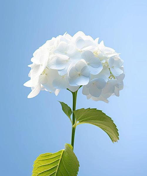 什么花代表着隐秘的爱恋？揭秘那些象征爱情的花卉。